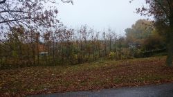 porządkowanie terenu i pielęgnacja drzew przy ul. Zamkowej