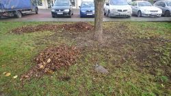 zieleniec przy ul. 5 Marca - sprzątanie liści