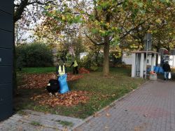 grabienie liści placów zielonych przy ul. Bankowej, ul. Warszawskiej
