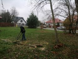 usuwanie wywrotu drzewa na ul. Ogrodowej