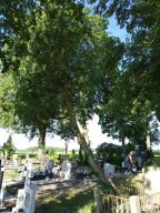 Oferty cenowe na wycinka drzew na terenie cmentarzy komunalnych w Ostrzycy i Żabowie.